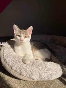 Photo of white and grey kitten lying in a grey cat bed in the sunlight.